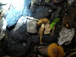 Image of Conocybe rugosa (Peck) Watling 1981