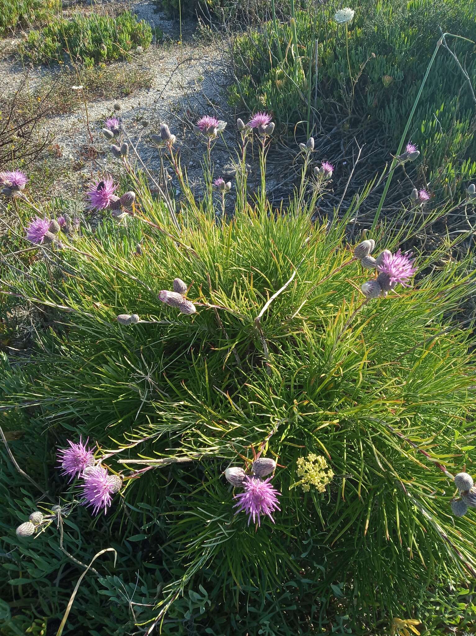 Слика од Ptilostemon chamaepeuce (L.) Less.