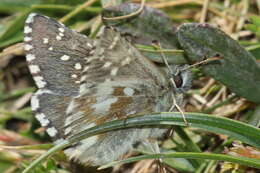 Image of Dusky Grizzled Skipper