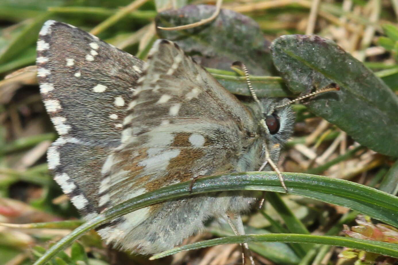 Image of Dusky Grizzled Skipper