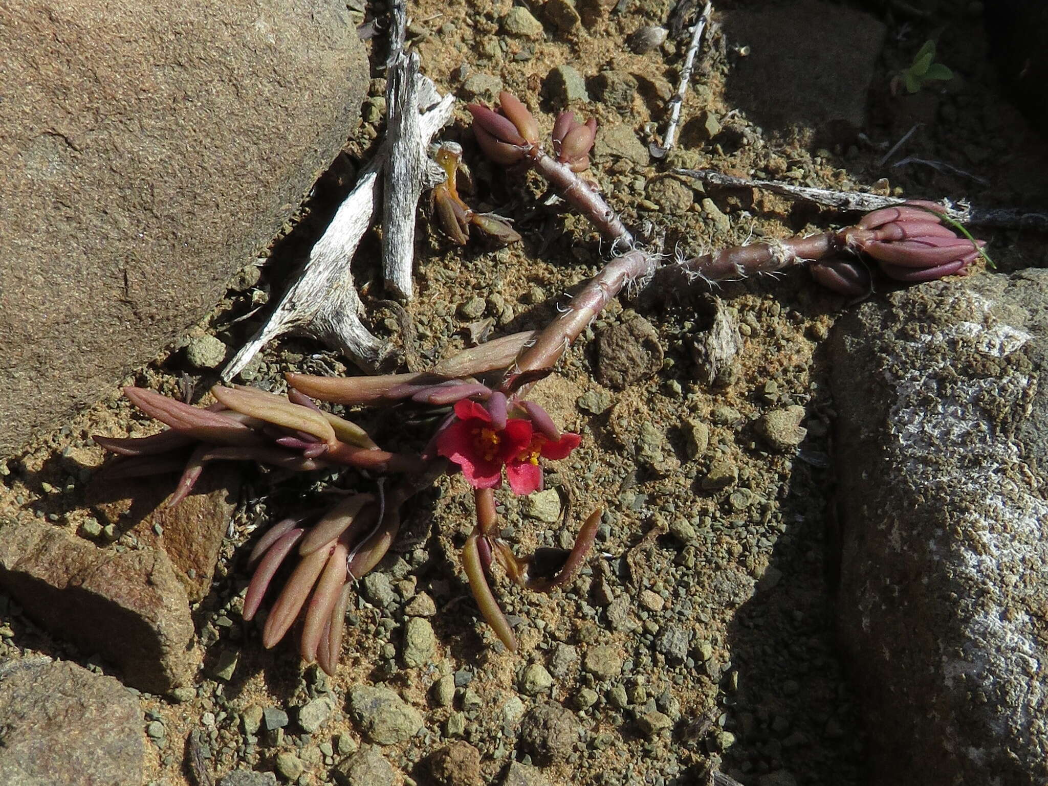 Image of Portulaca kermesina N. E. Brown