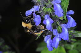 Image of Bombus opifex Smith 1879