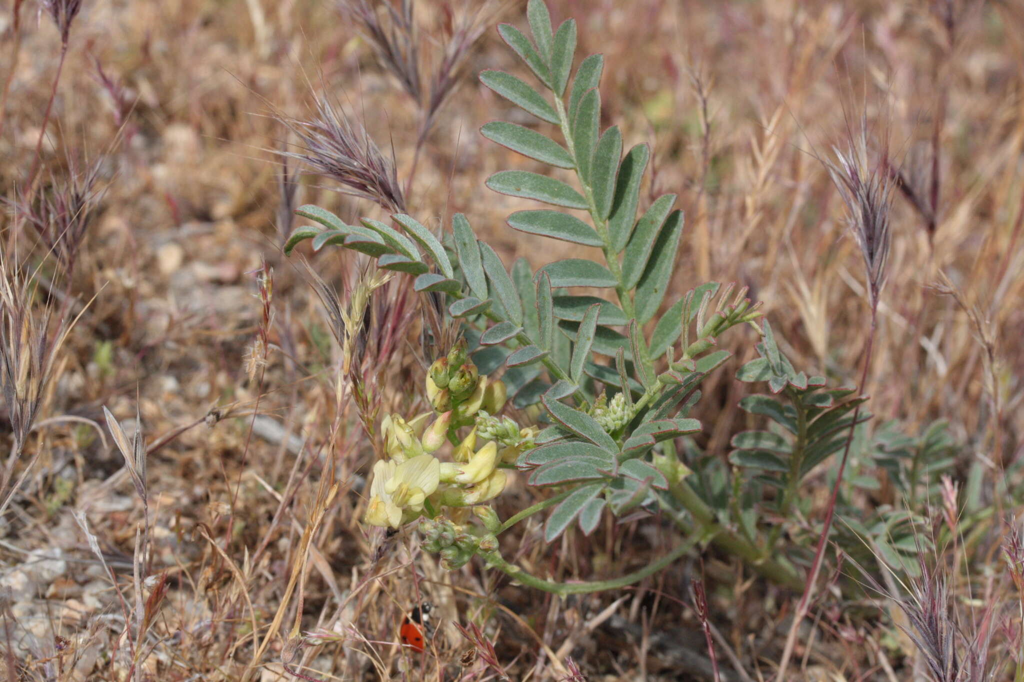 Astragalus douglasii (Torr. & A. Gray) A. Gray resmi