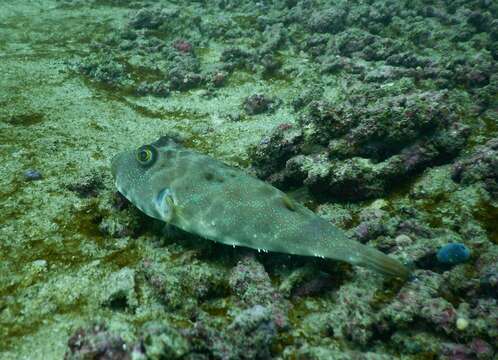 Image of Longnose Puffer