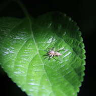 Image of Clubiona deletrix O. Pickard-Cambridge 1885