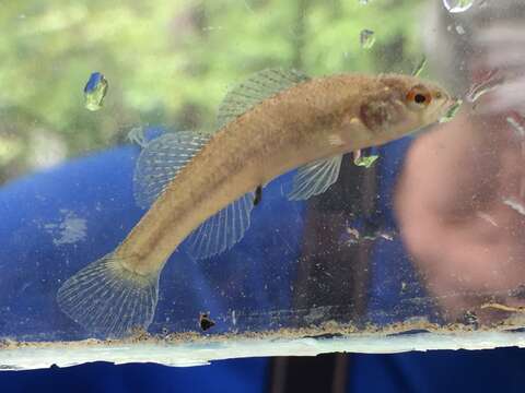 Imagem de Etheostoma phytophilum Bart & Taylor 1999