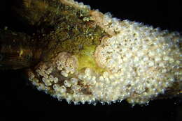 Image of Tunicate