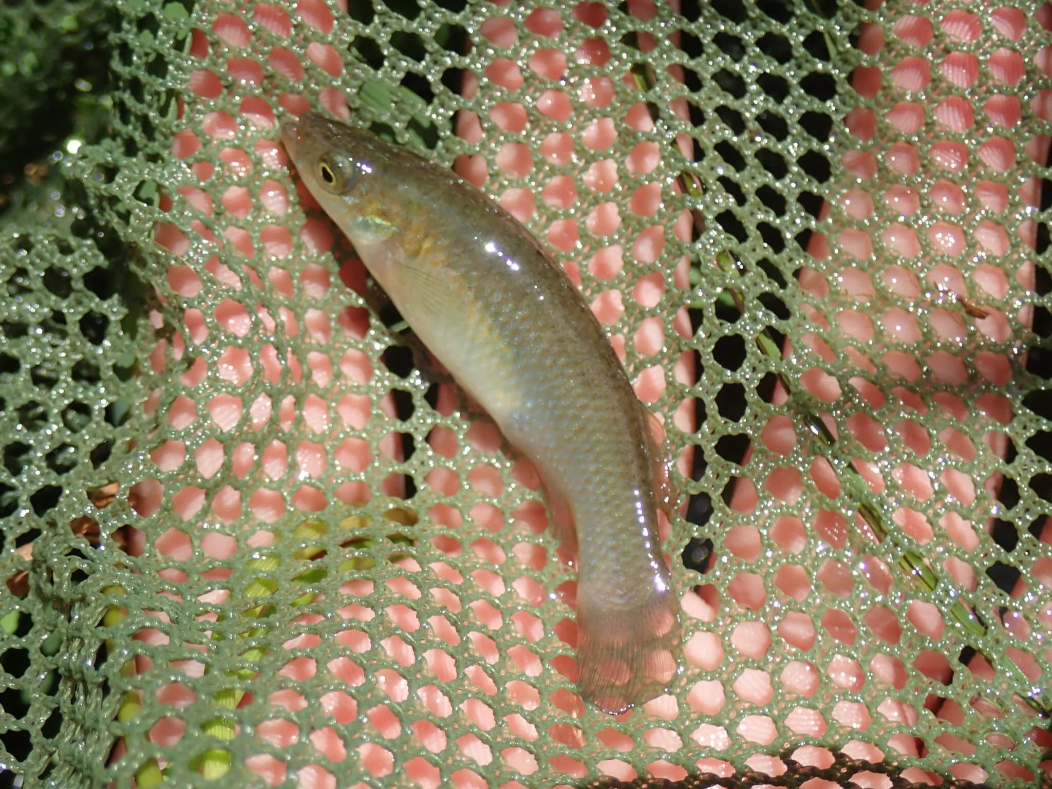 Image of Plains Topminnow