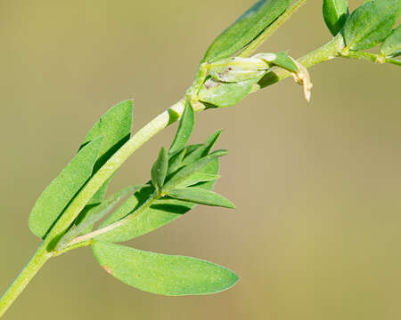 Imagem de Lotus tenuis Waldst. & Kit.