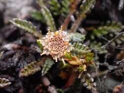 Image of Leptinella pectinata subsp. villosa (D. Lloyd) D. G. Lloyd & C. J. Webb