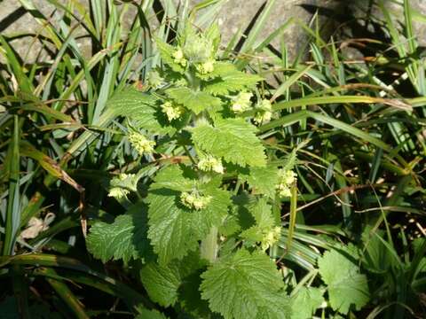 Image de Scrophularia vernalis L.