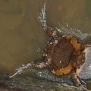 Image of banded bullfrog