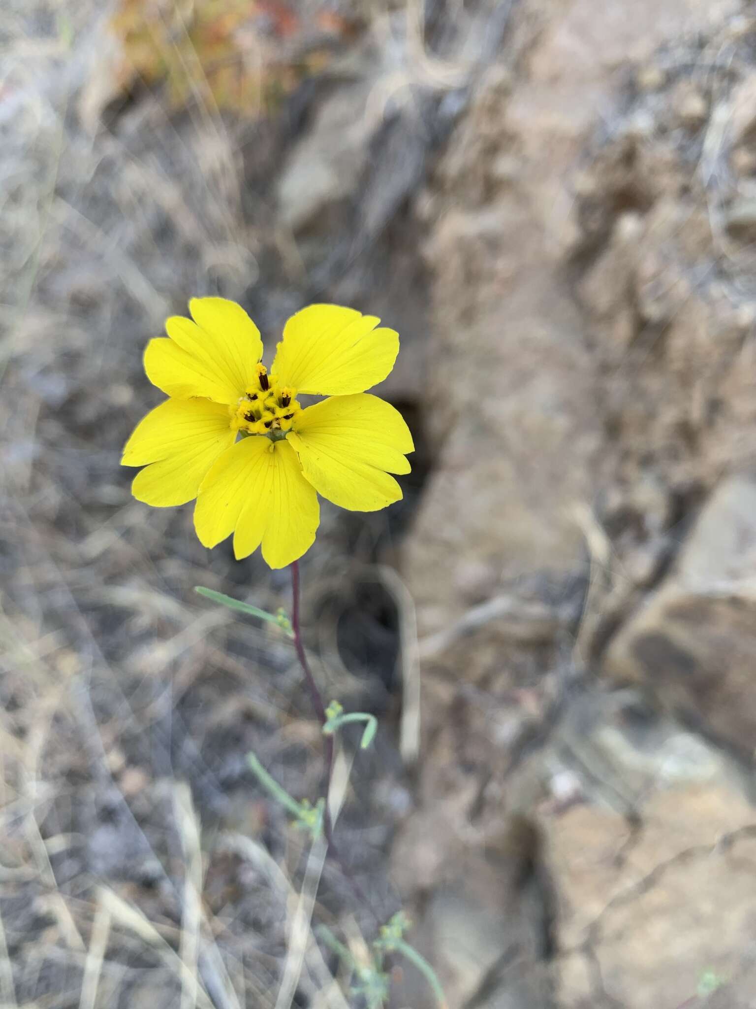 Sivun Calycadenia truncata DC. kuva