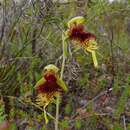 Calochilus grandiflorus (Benth.) Domin的圖片