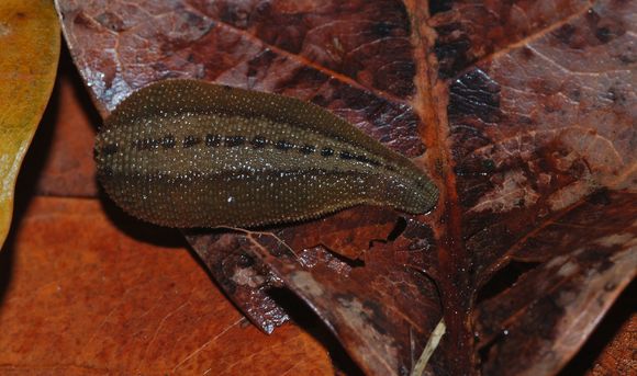 Image of Brown Leech