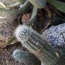 Echinocereus sciurus (K. Brandegee) Dams的圖片