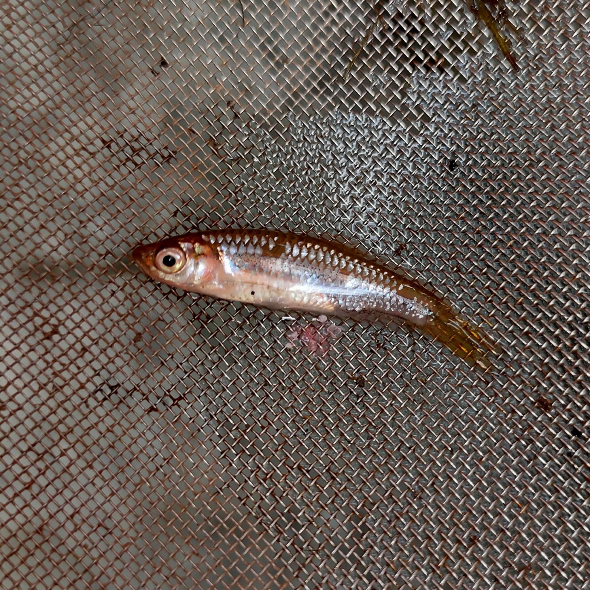 Image of Sidestripe rasbora