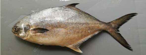 Image of Paloma pompano