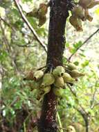 Image of Ixora margaretae (N. Hallé) Mouly & B. Bremer