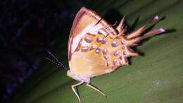 Image of Helicopis cupido Linnaeus 1758