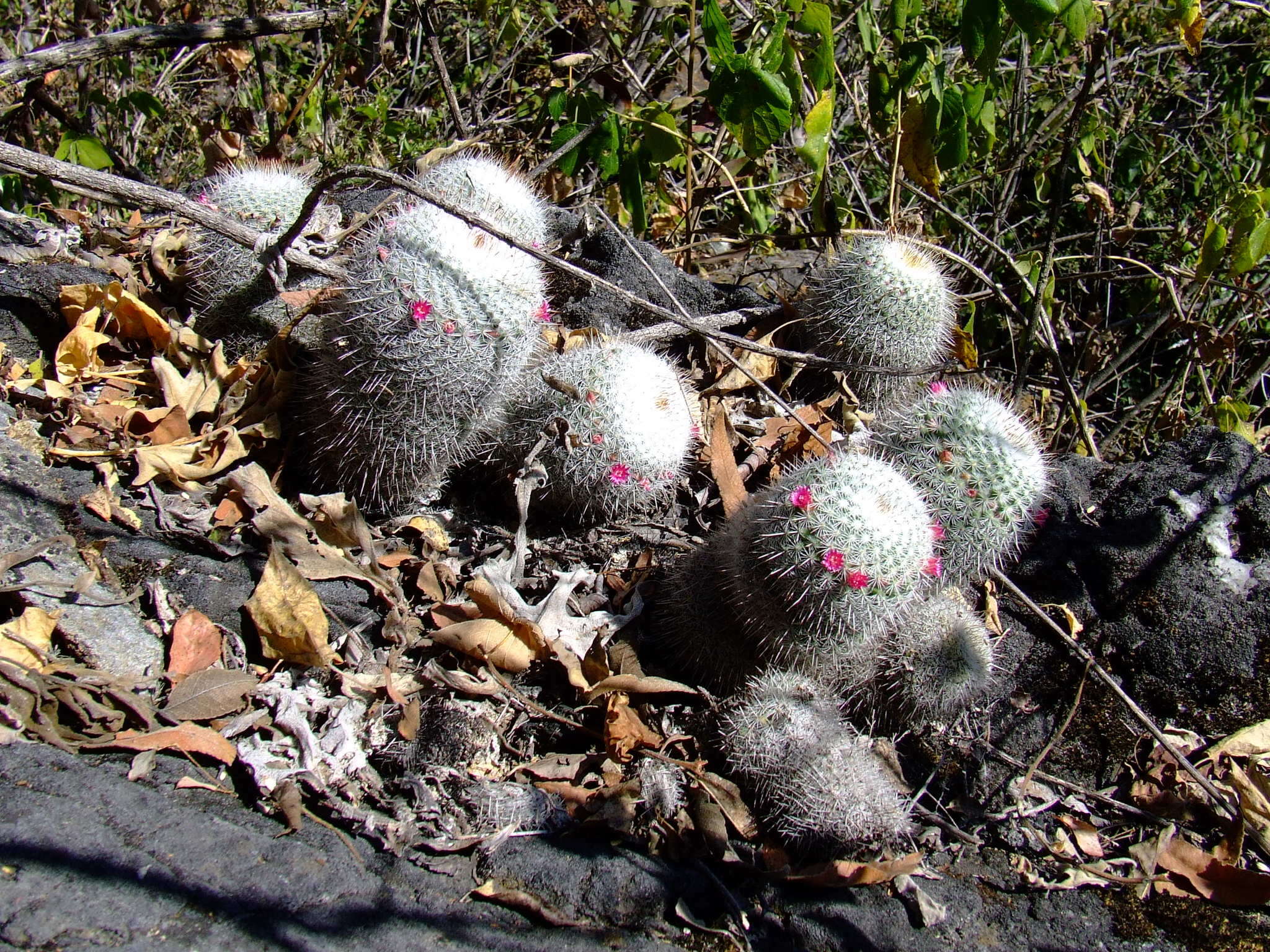 Image of Mammillaria albilanata subsp. oaxacana D. R. Hunt