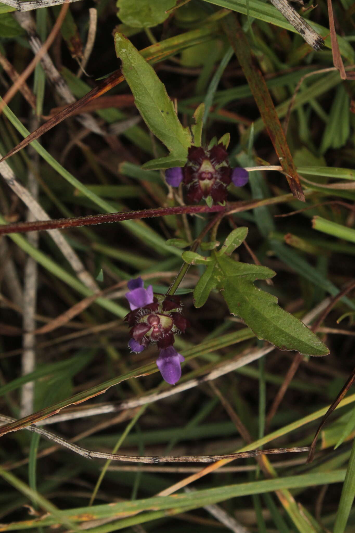 Image of Prunella bicolor Beck