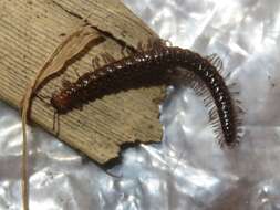 Image de Craspedosoma rawlinsii Leach 1814