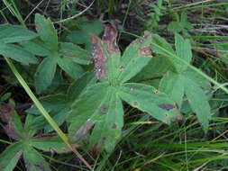 Image of Astrantia major subsp. biebersteinii (Fisch. & C. A. Mey.) I. Grint.