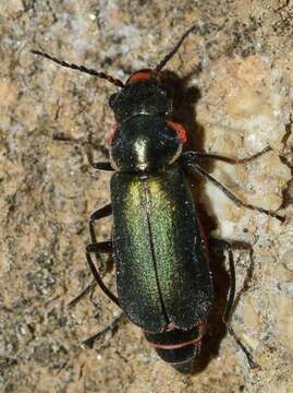 Image of Clanoptilus abdominalis