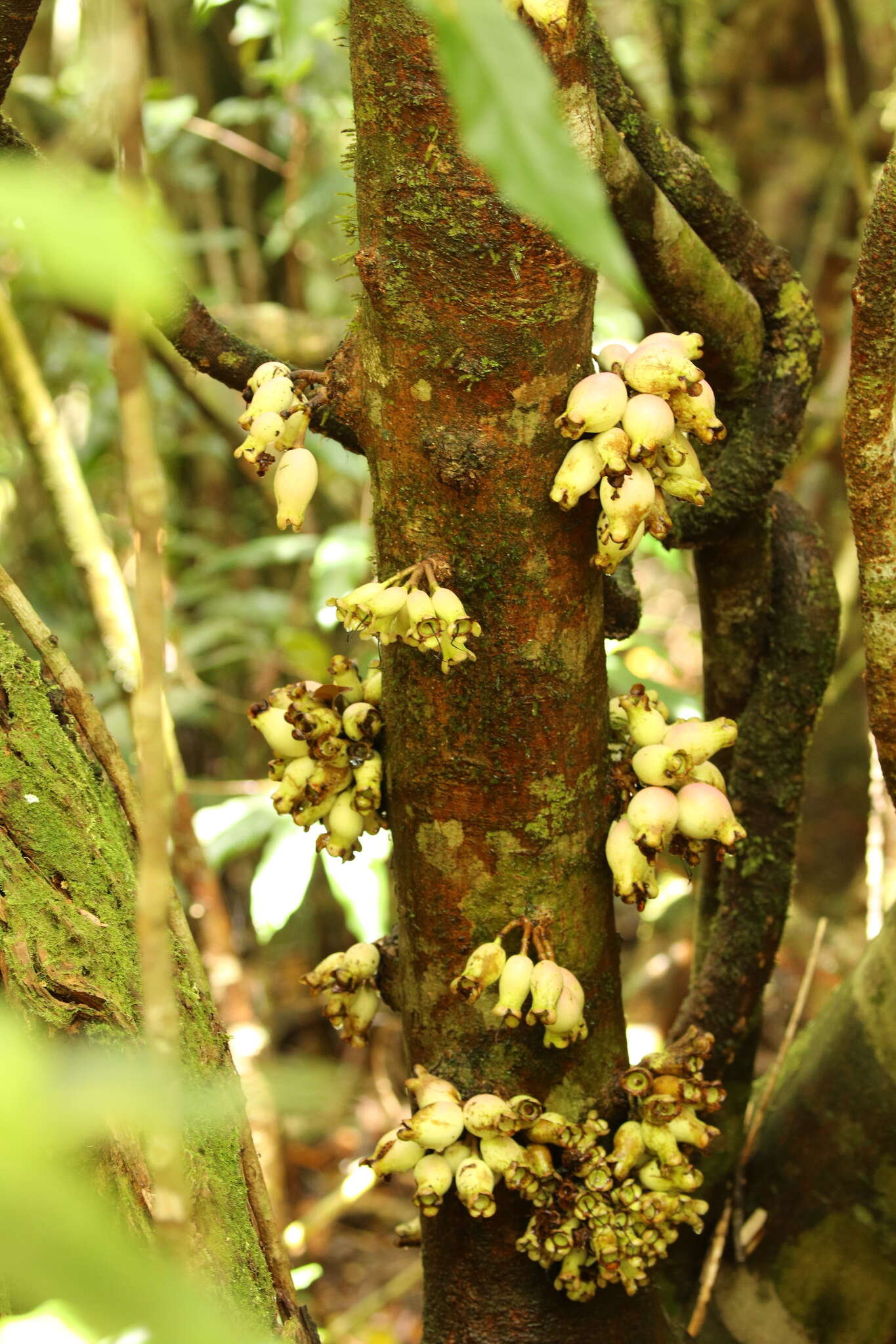 Image of Syzygium cormiflorum (F. Müll.) B. P. M. Hyland