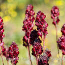 Image of Linaria aeruginea subsp. aeruginea