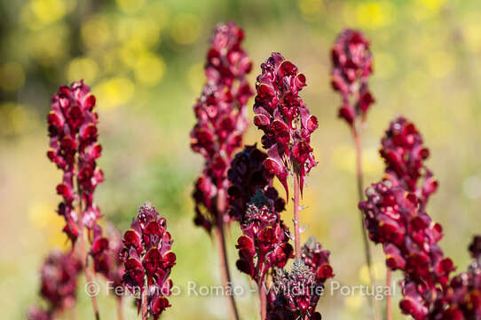 Image of Linaria aeruginea subsp. aeruginea