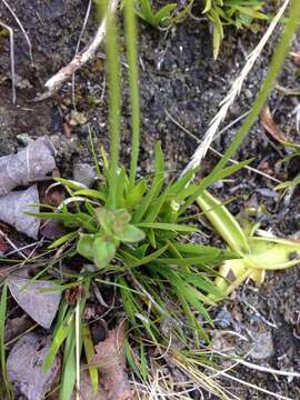 Image of Scotch false asphodel