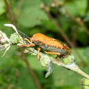 Image of Pycanum ochraceum Distant 1893