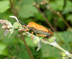 Plancia ëd Pycanum ochraceum Distant 1893