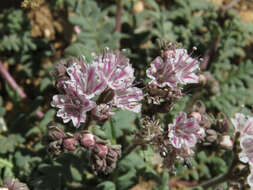 Image of Arizona phacelia