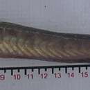 Image of Estuary goby