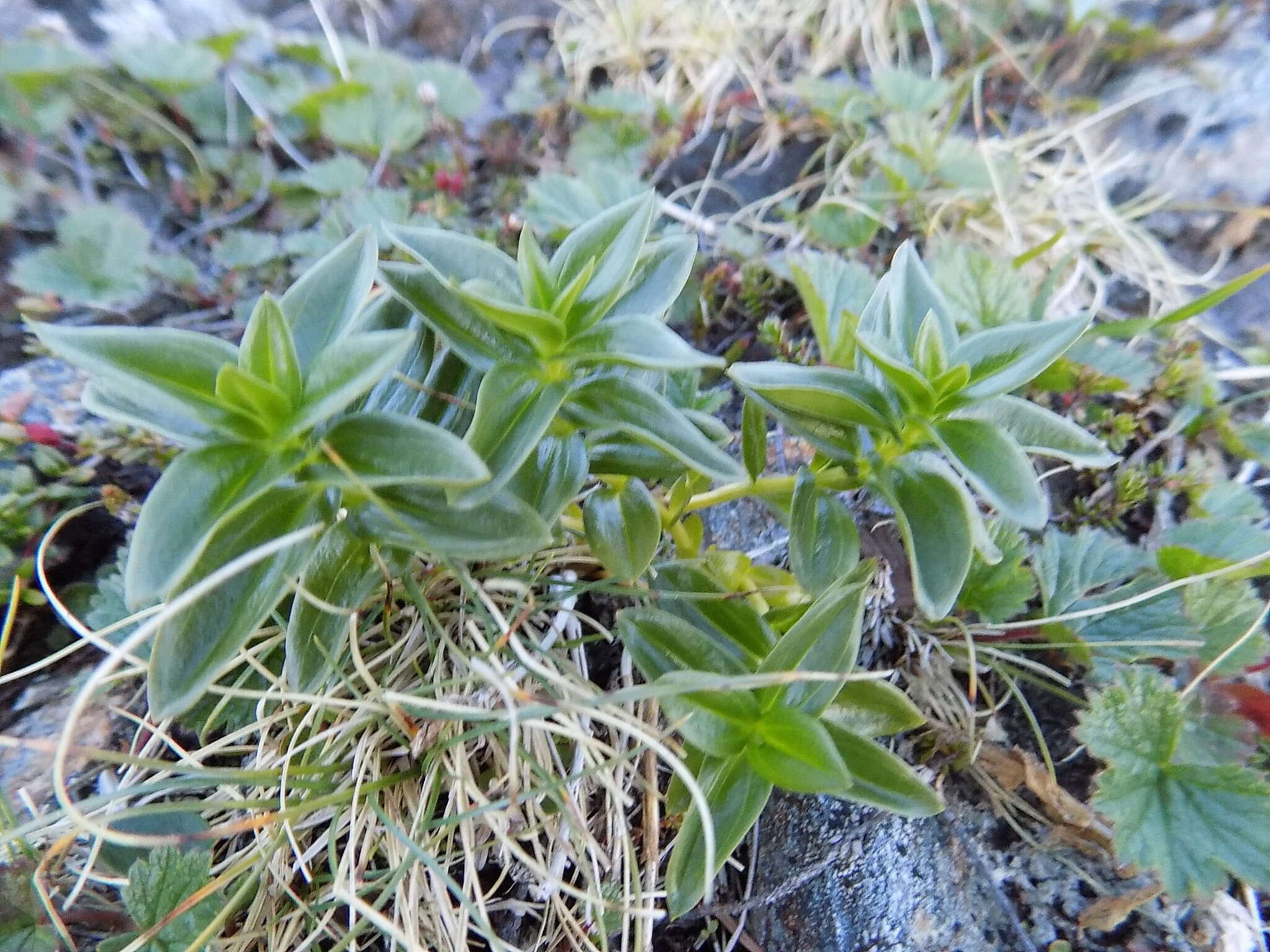 Image of broadpetal gentian