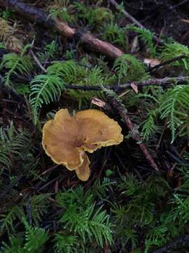 Image of Chrysomphalina chrysophylla (Fr.) Clémençon 1982