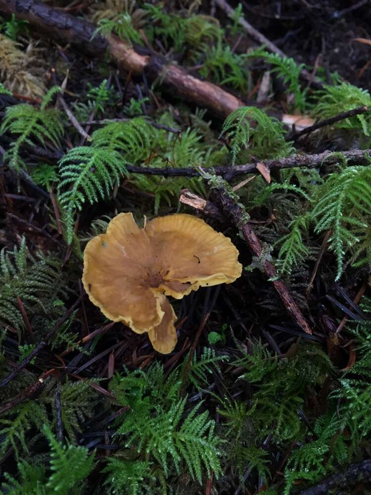 Image of Chrysomphalina chrysophylla (Fr.) Clémençon 1982