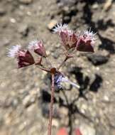 Image de Sidotheca emarginata (H. M. Hall) Reveal