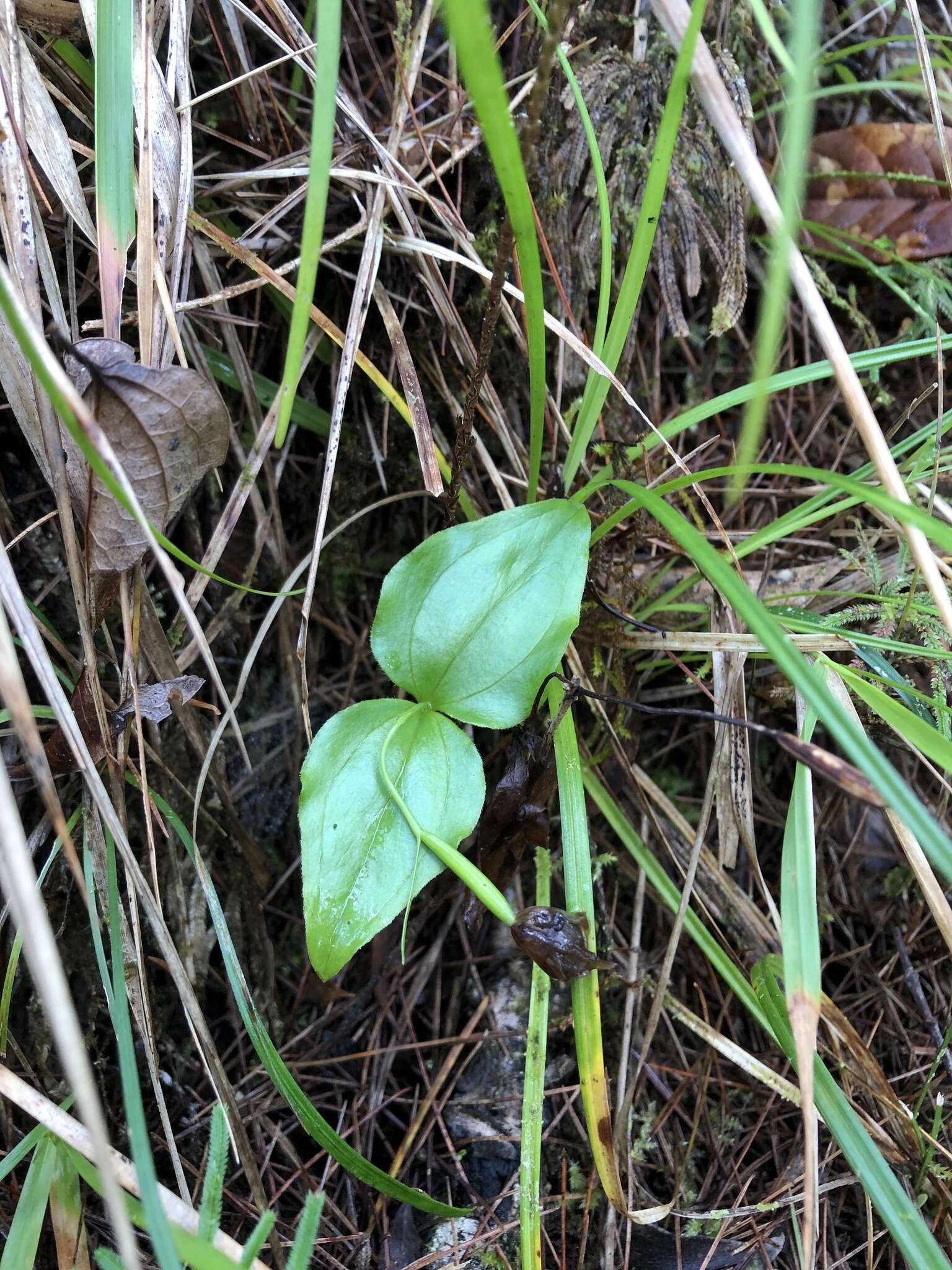 Image of Cypripedium debile Rchb. fil.