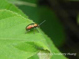 Abirus fortuneii (Baly 1861)的圖片