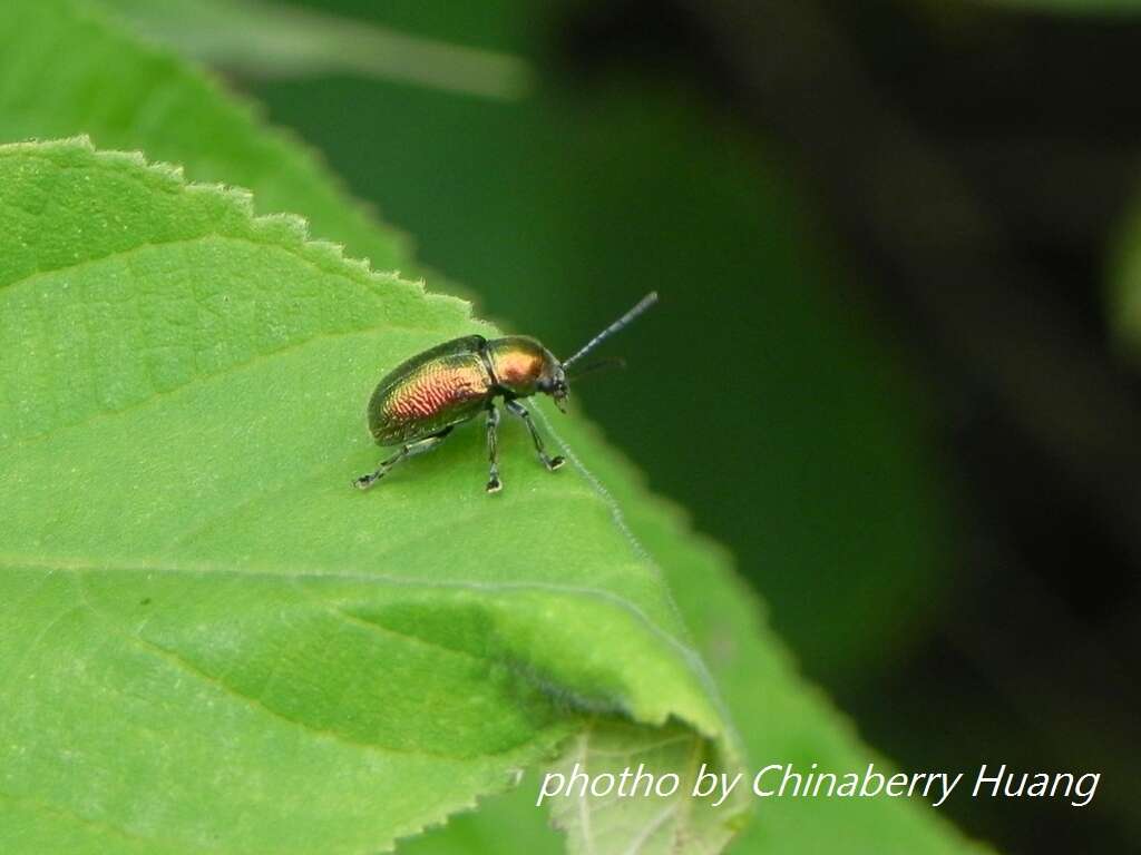 Abirus fortuneii (Baly 1861)的圖片