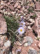 Image of rockslide yellow fleabane