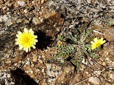 Image of Fendler's desertdandelion