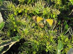 Image of Bush Maerua