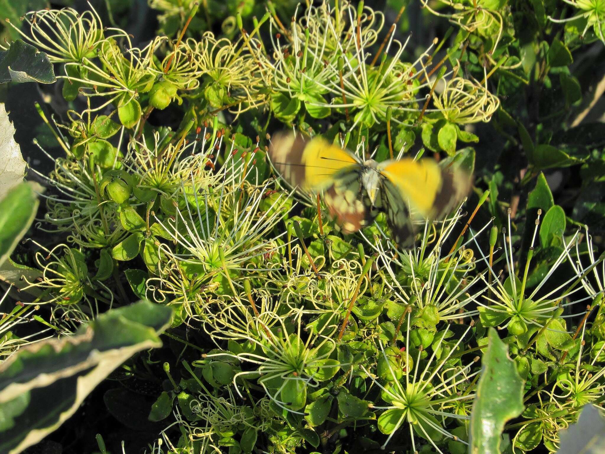 Image of Bush Maerua