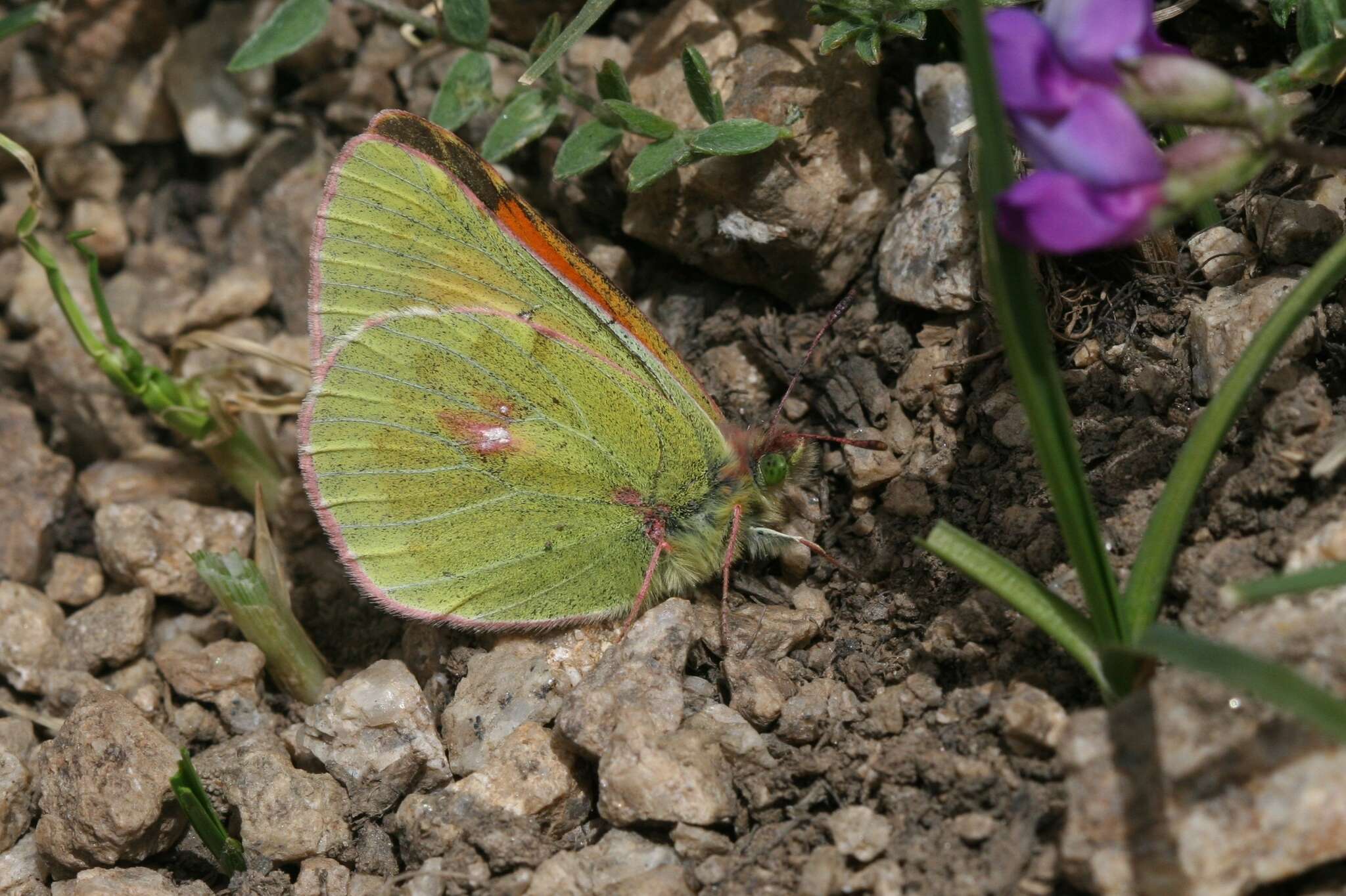 Image of Colias eogene Felder & Felder 1865