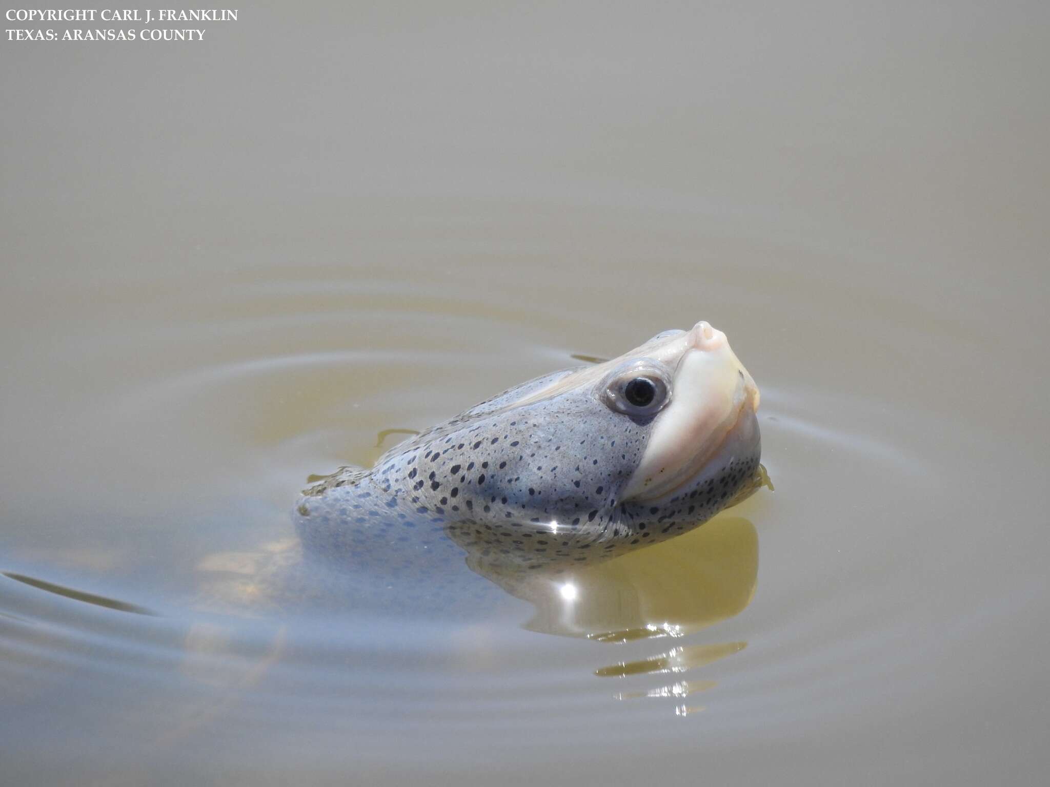 Image of Malaclemys terrapin littoralis (Hay 1904)